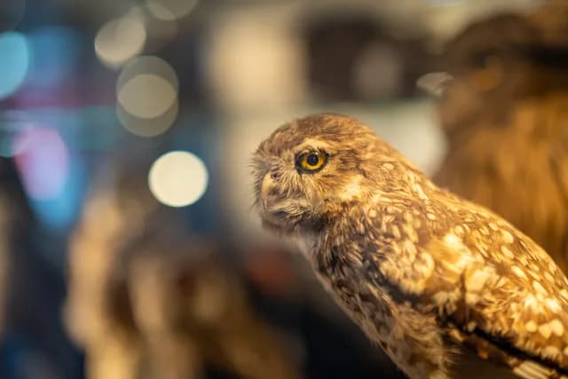 Natuurmuseum Brabant OO-zone 4