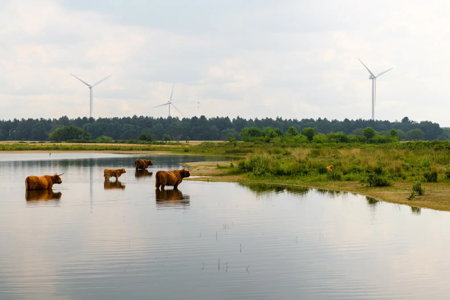De Moer natuur Jostijn Ligtvoet