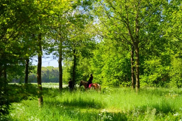 Noorderbos natuur Jostijn Ligtvoet 4
